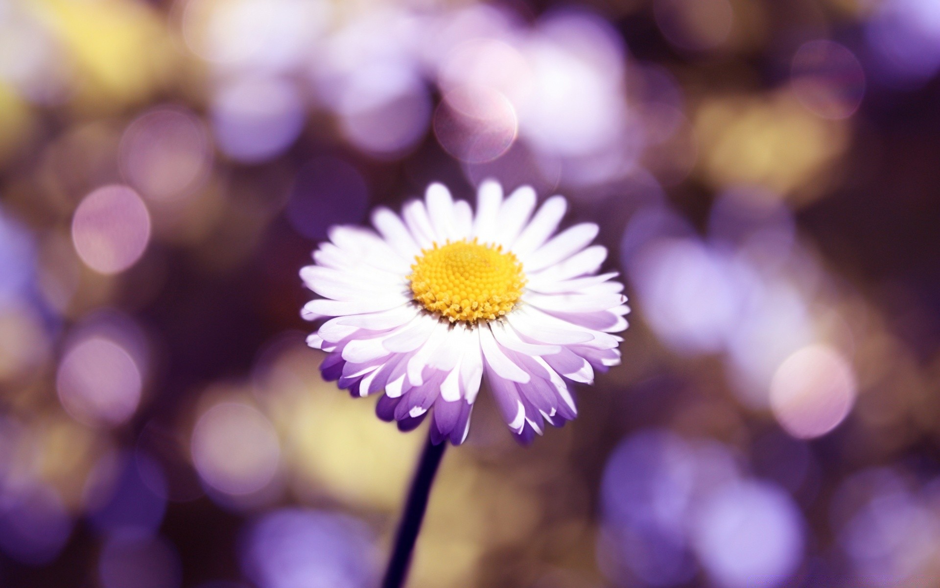 fiori natura colore luminoso sfocatura fiore flora primo piano