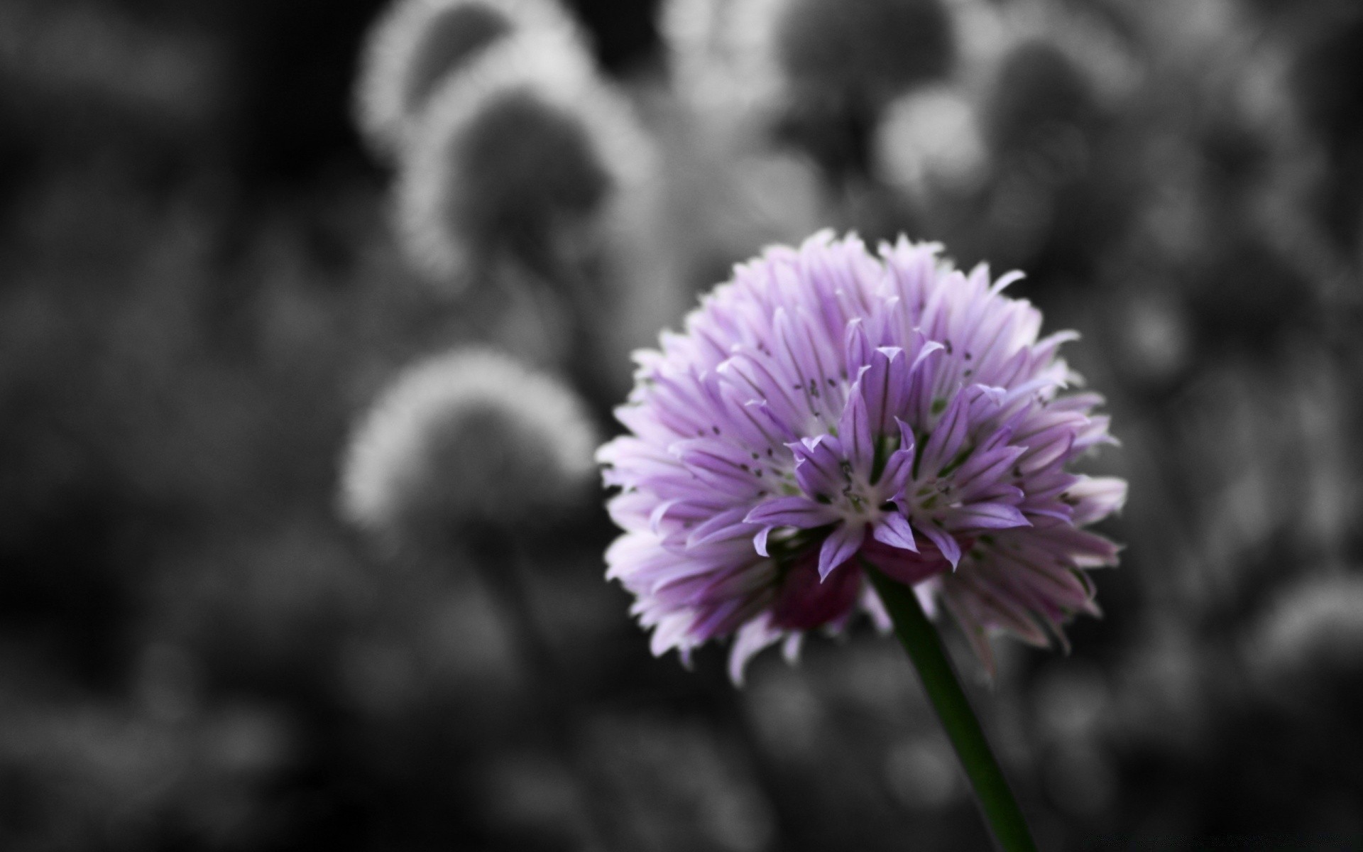 flowers flower nature flora summer blooming garden season petal growth leaf outdoors close-up color field hayfield bright