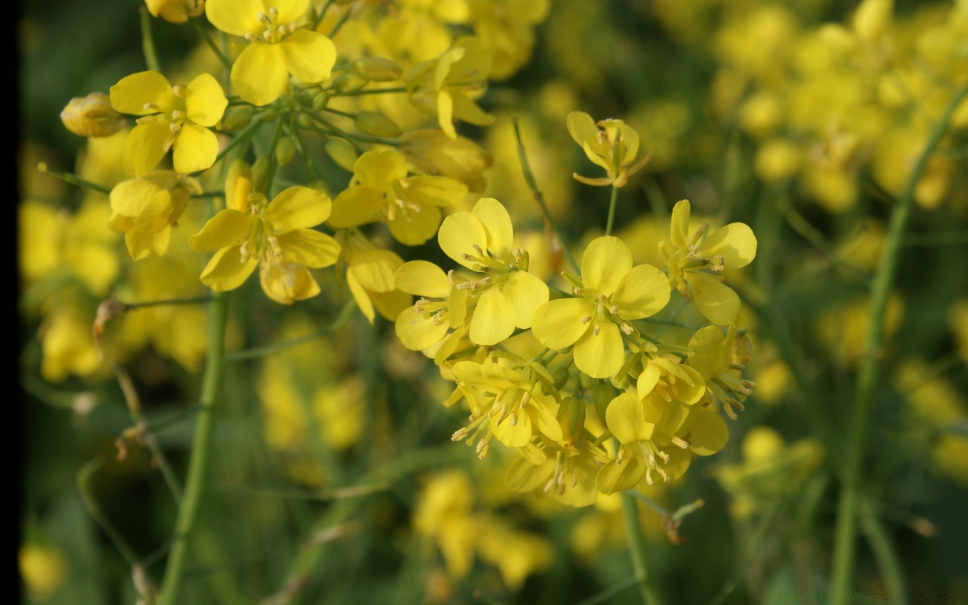 blumen blume natur flora feld sommer blühen landwirtschaft blumen blatt garten saison hell farbe ländlichen heuhaufen wachstum im freien bauernhof schließen