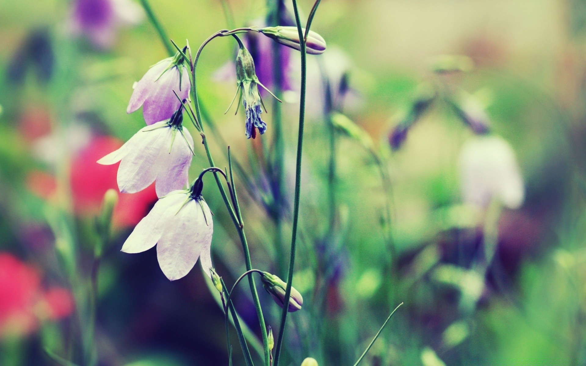 flowers nature flower flora garden summer leaf grass outdoors growth field blooming close-up bright hayfield fair weather petal floral season color