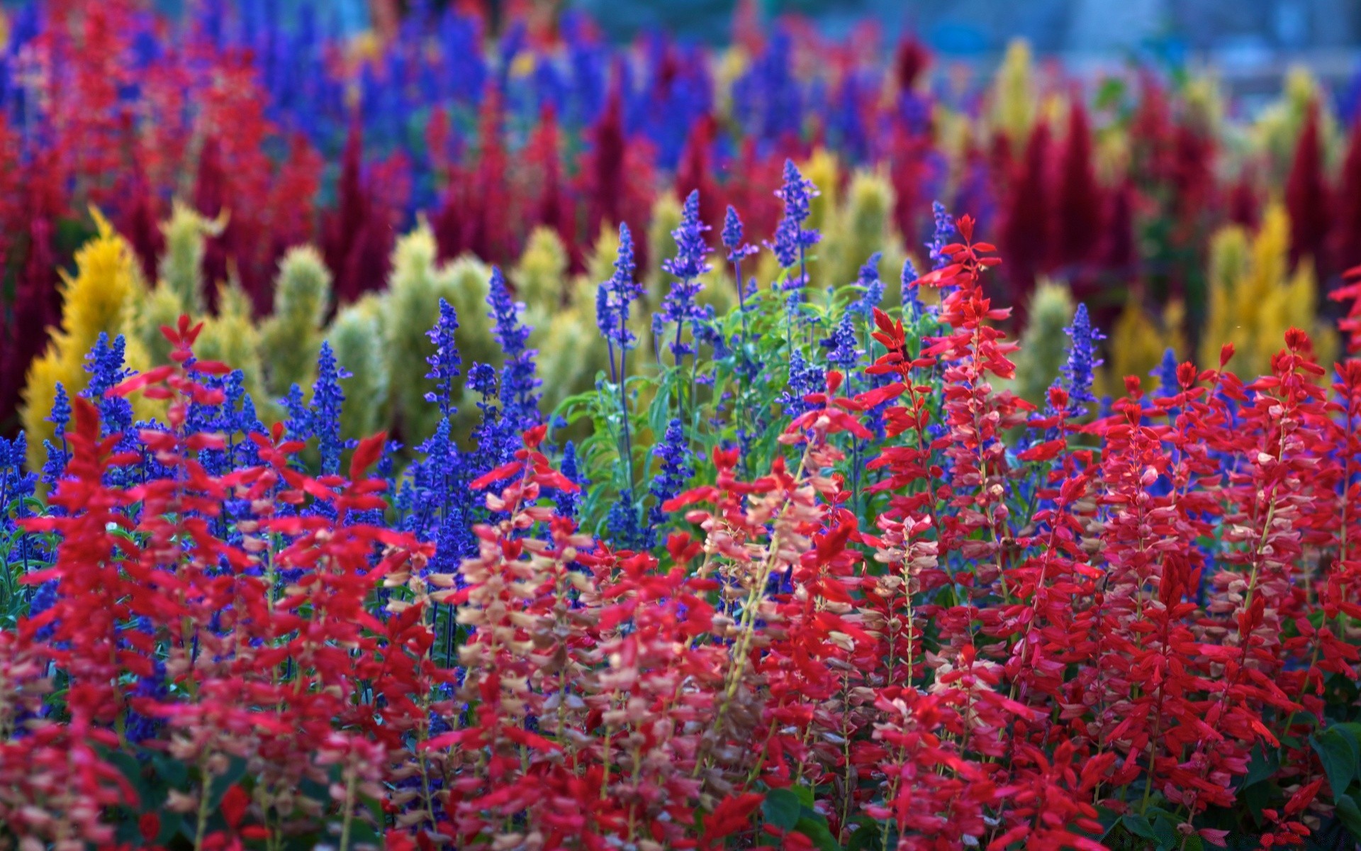 blumen blume flora natur blühen farbe im freien feld garten saison wachstum blumen hell blütenblatt sommer hell heuhaufen blatt tulpe schön