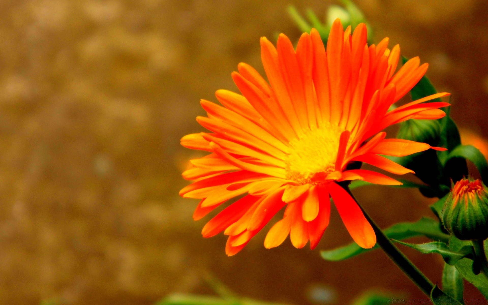 природа цветы оранжевые бесплатно