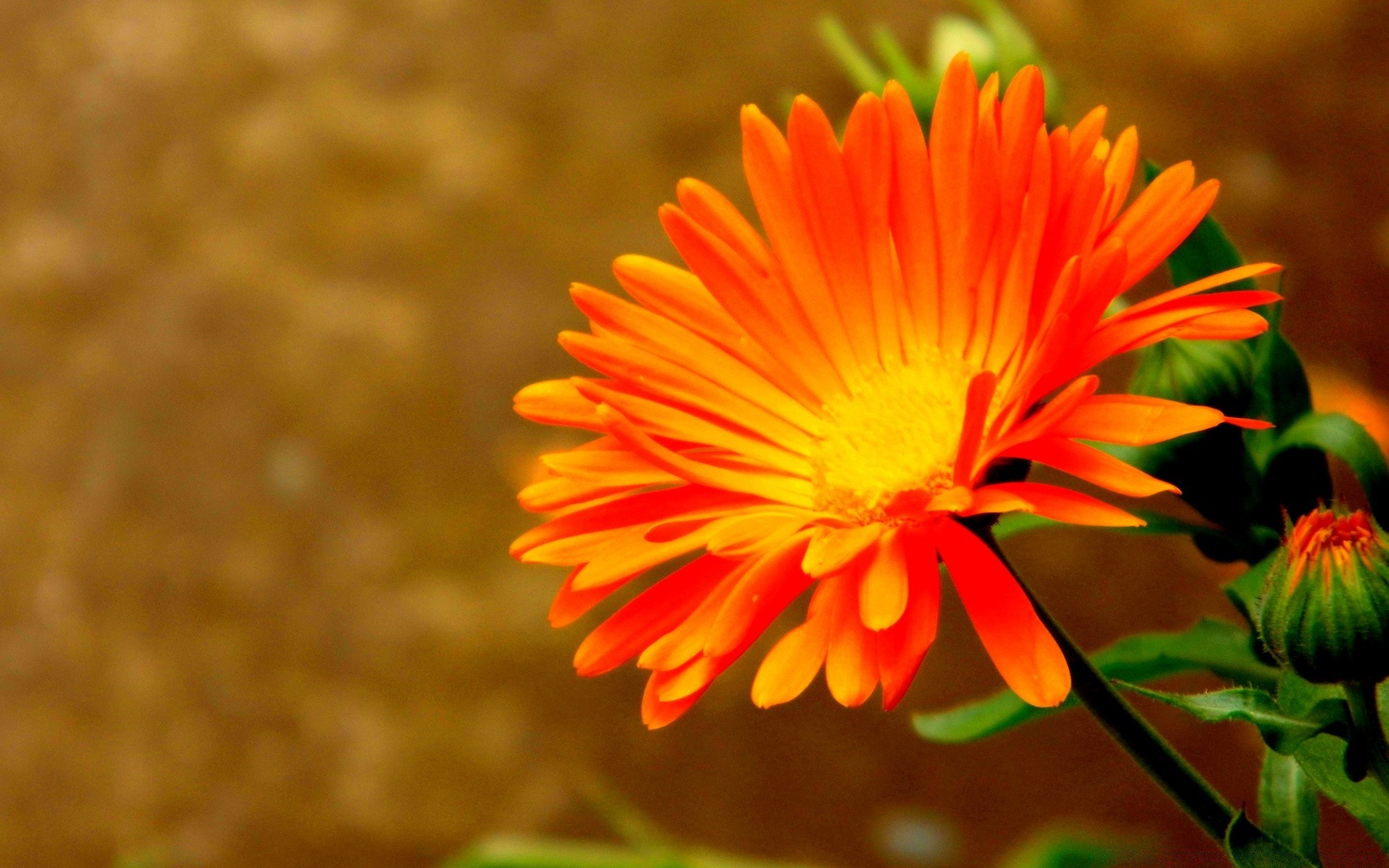 flores naturaleza flor flora color jardín verano hoja primer plano bluming pétalo brillante hermoso al aire libre