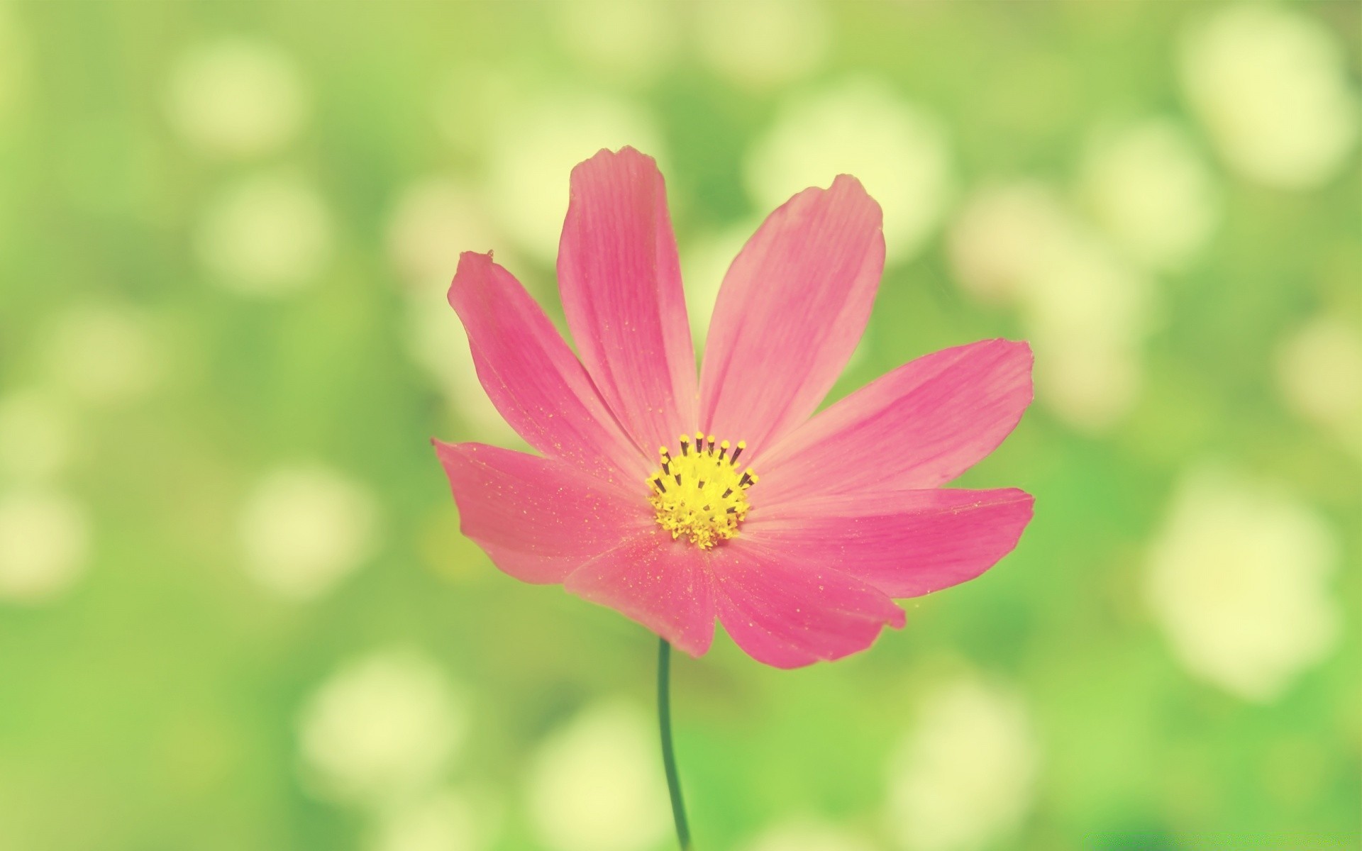 flowers nature summer flower flora bright leaf growth garden