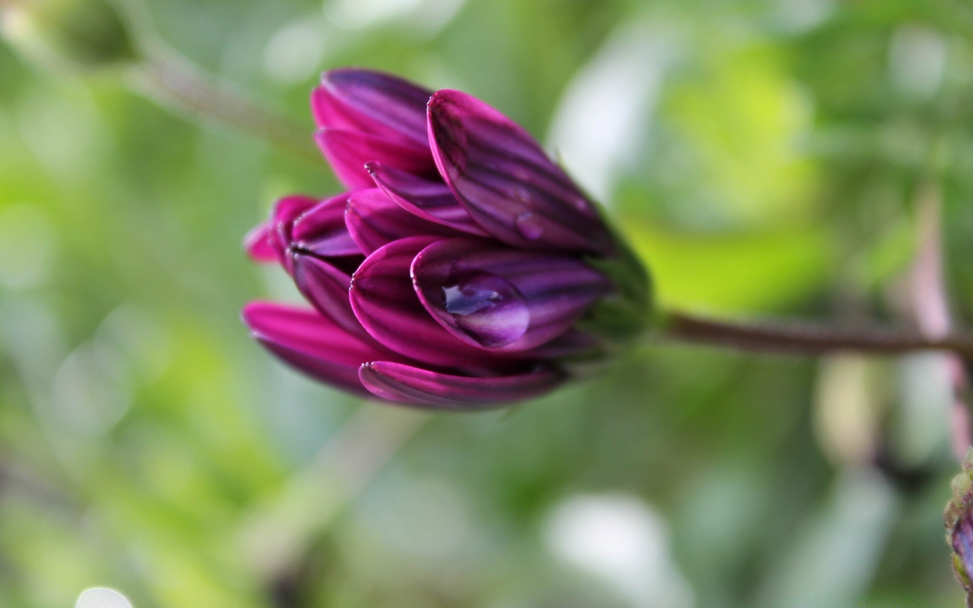 flowers nature flower flora garden summer leaf color close-up beautiful bright outdoors floral desktop blur blooming petal growth