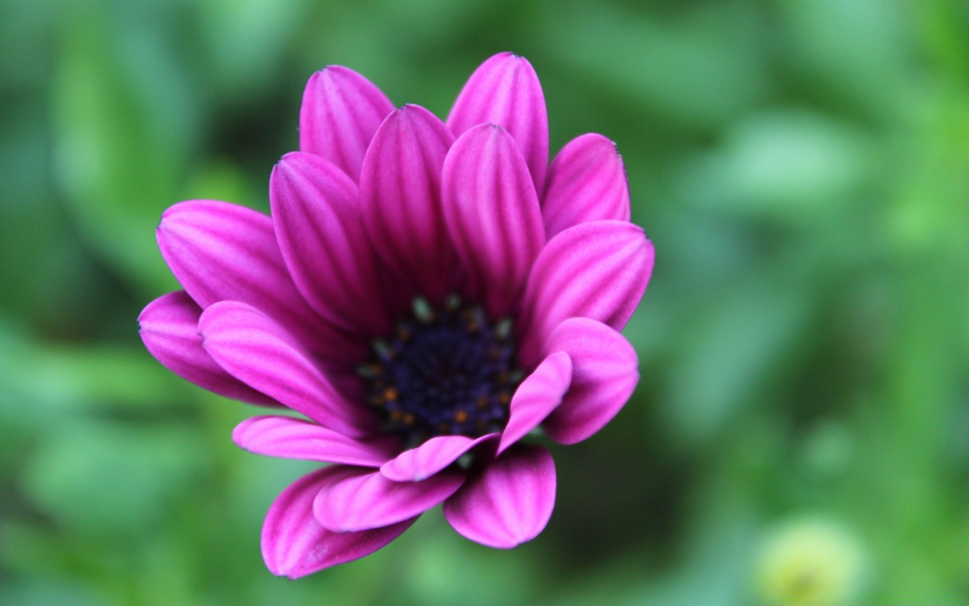 çiçekler doğa çiçek flora yaz bahçe parlak petal yaprak renk çiçek güzel çiçek açan yakın çekim büyüme açık havada sezon