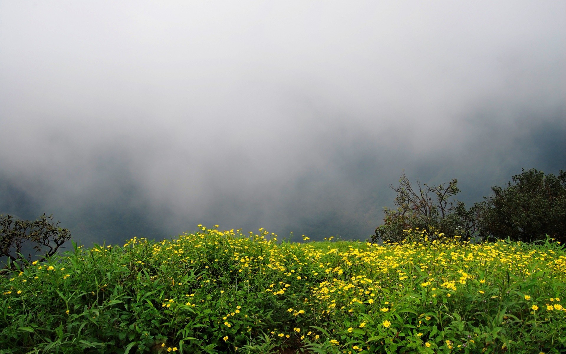 flowers landscape nature flower tree field summer leaf flora agriculture farm fog dawn garden outdoors growth rural countryside environment grass