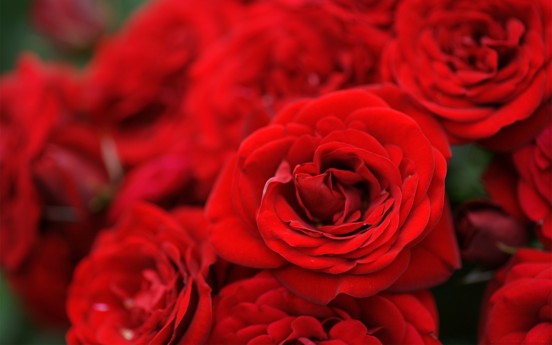 çiçekler gül çiçek romantizm aşk taçyaprağı buket düğün çiçek çiçeklenme romantik hediye yıldönümü flora doğa yaprak aşk tatil ihale