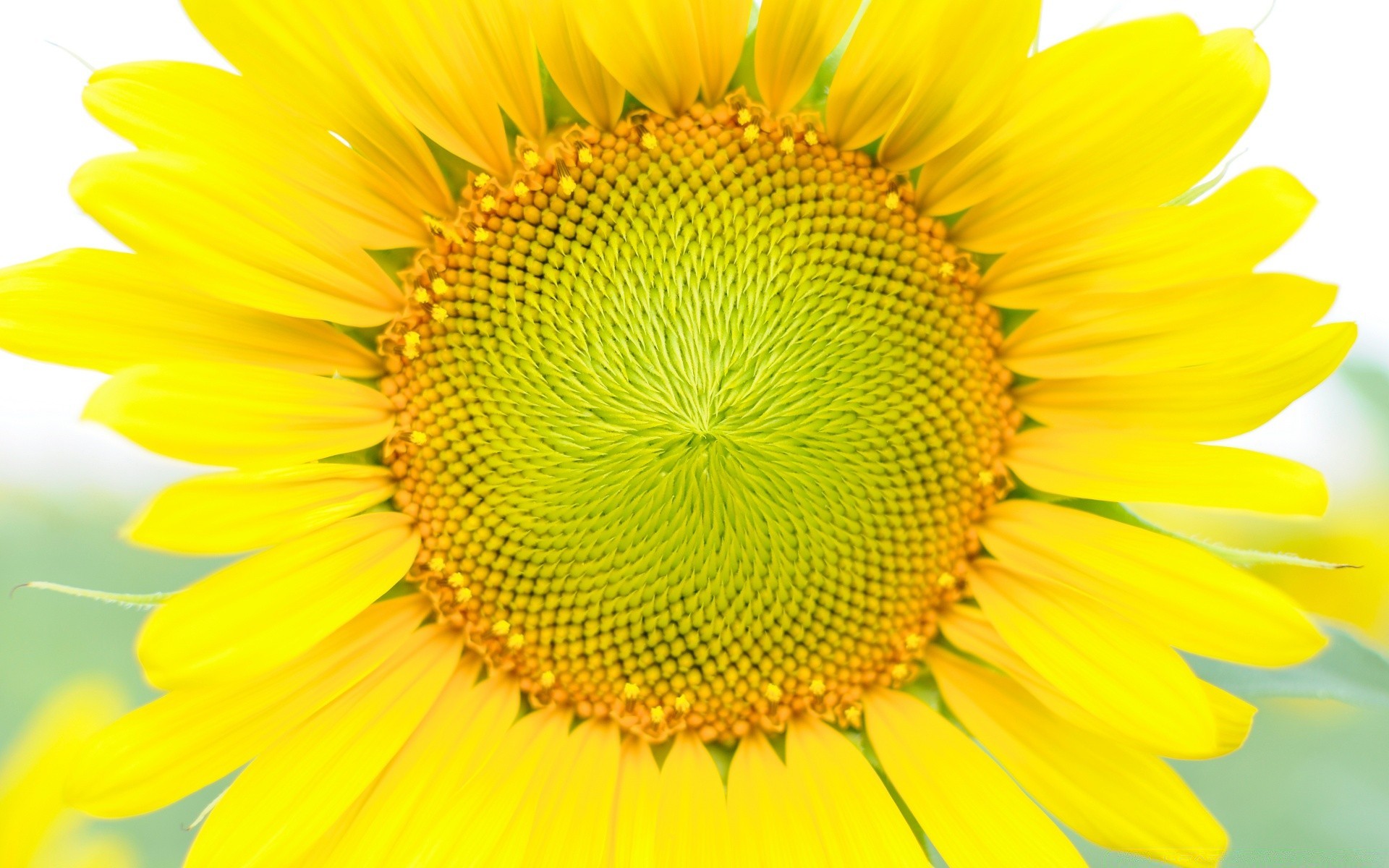 fleurs nature tournesol lumineux été flore fleur croissance pollen bureau belle gros plan couleur lumineux feuille pétale