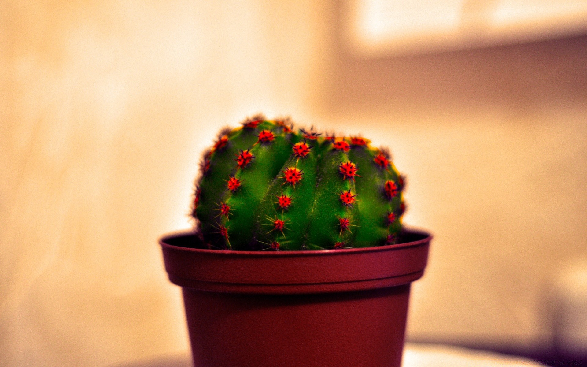 fiori cactus natura morta legno natura indoor dop fiore sfocatura