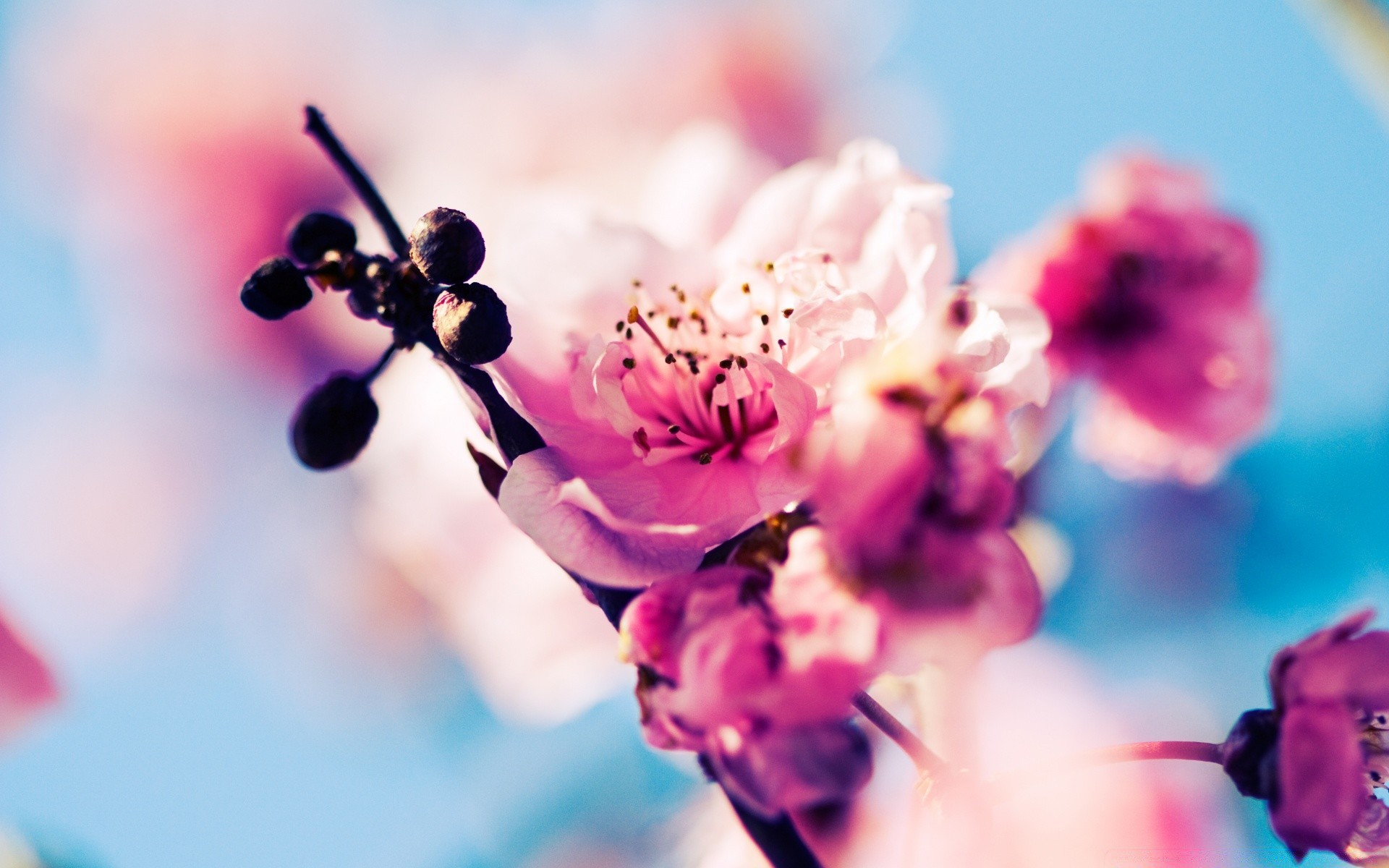 çiçekler doğa çiçek bulanıklık yaz açık havada dof güzel havalarda flora bahçe yaprak