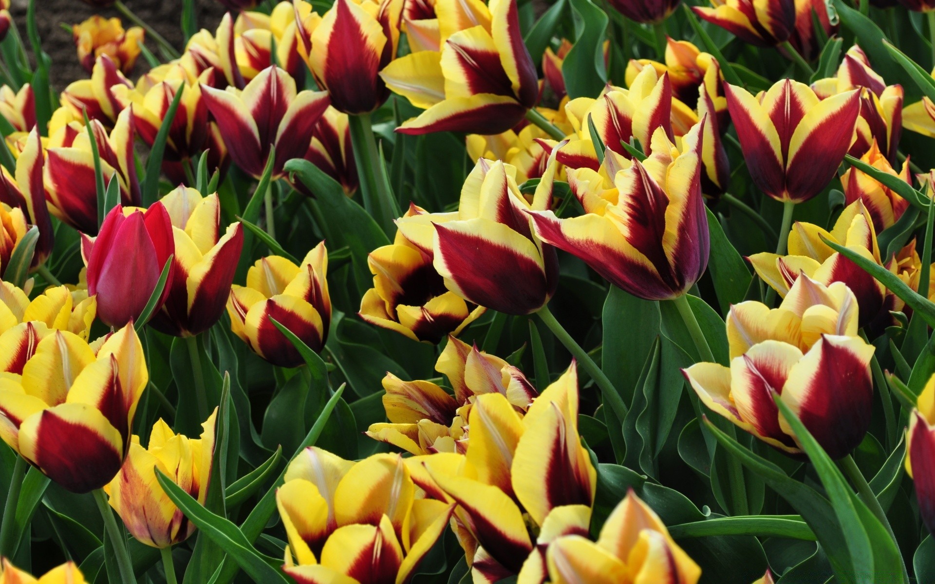 flowers tulip nature garden flower flora leaf easter bright floral petal bouquet summer color season growth field blooming