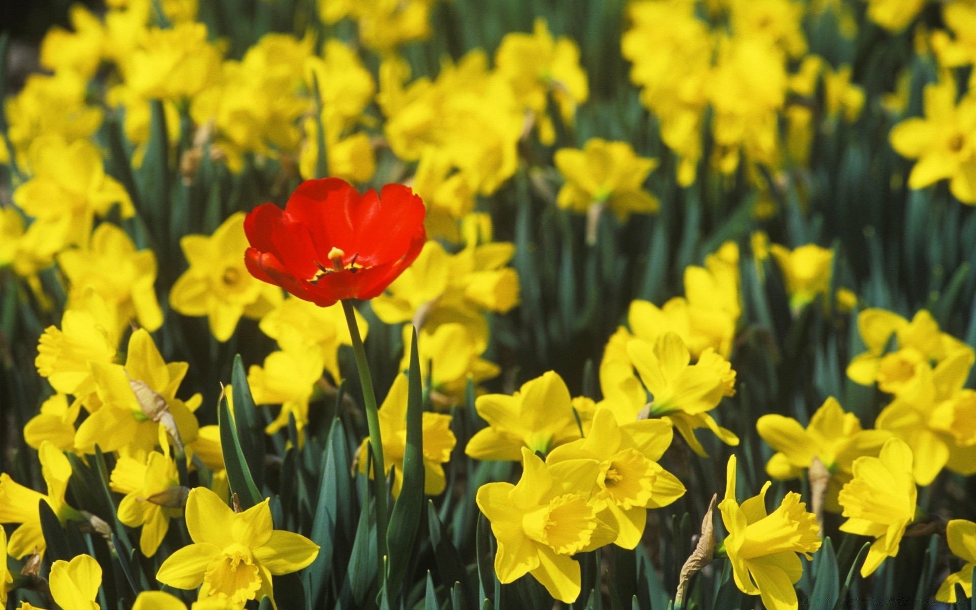 fleurs pâques narcisse fleur narcisse flore nature tulipe jardin floral lampe saison couleur lumineux feuille croissance pétale printemps bluming champ