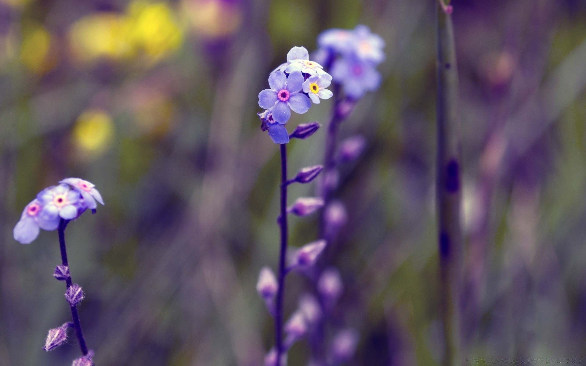 fleurs fleur nature flore été à l extérieur croissance feuille violet bluming