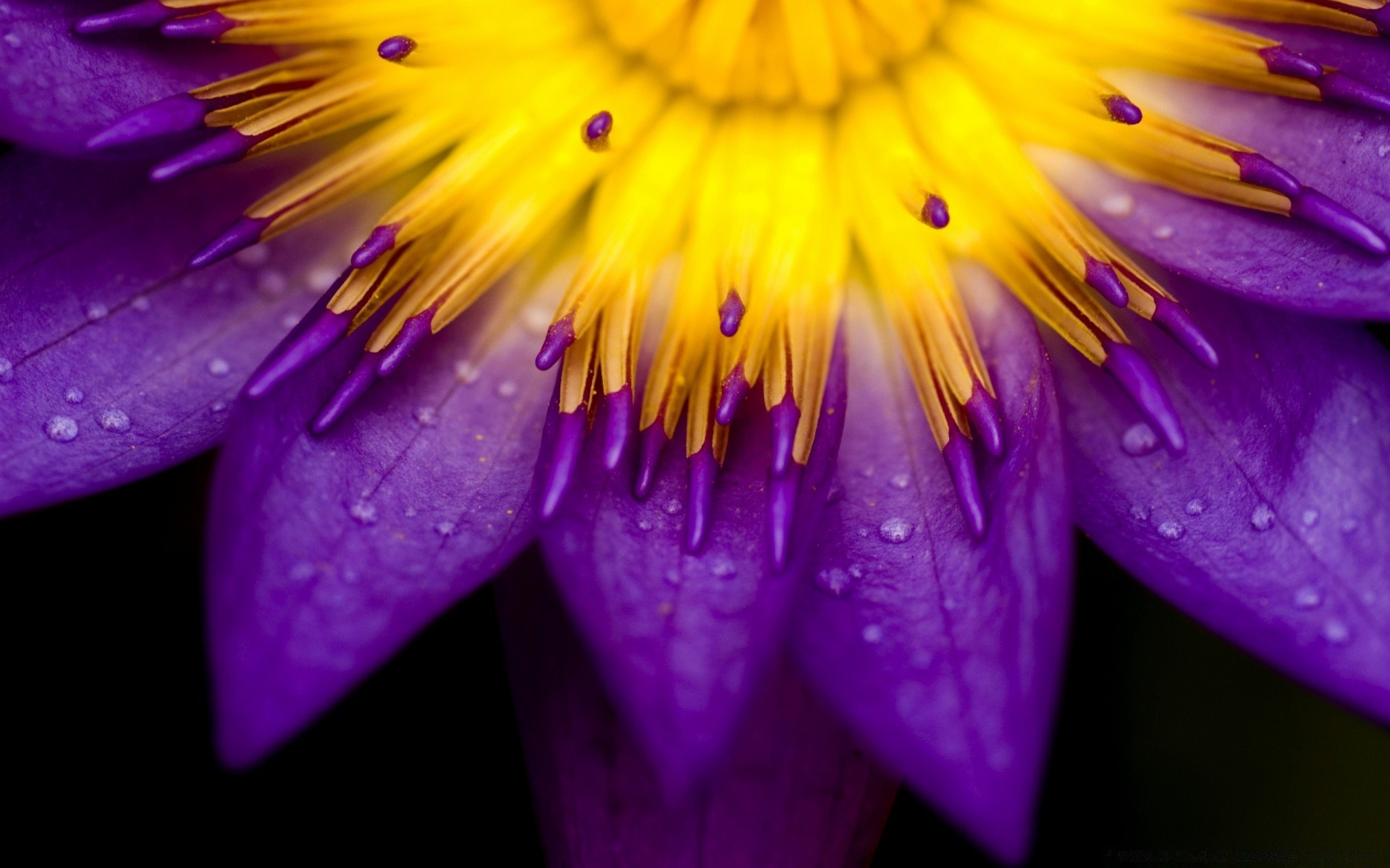 flowers flower nature flora garden summer blooming petal leaf lily close-up beautiful color floral pool park botanical bright lotus