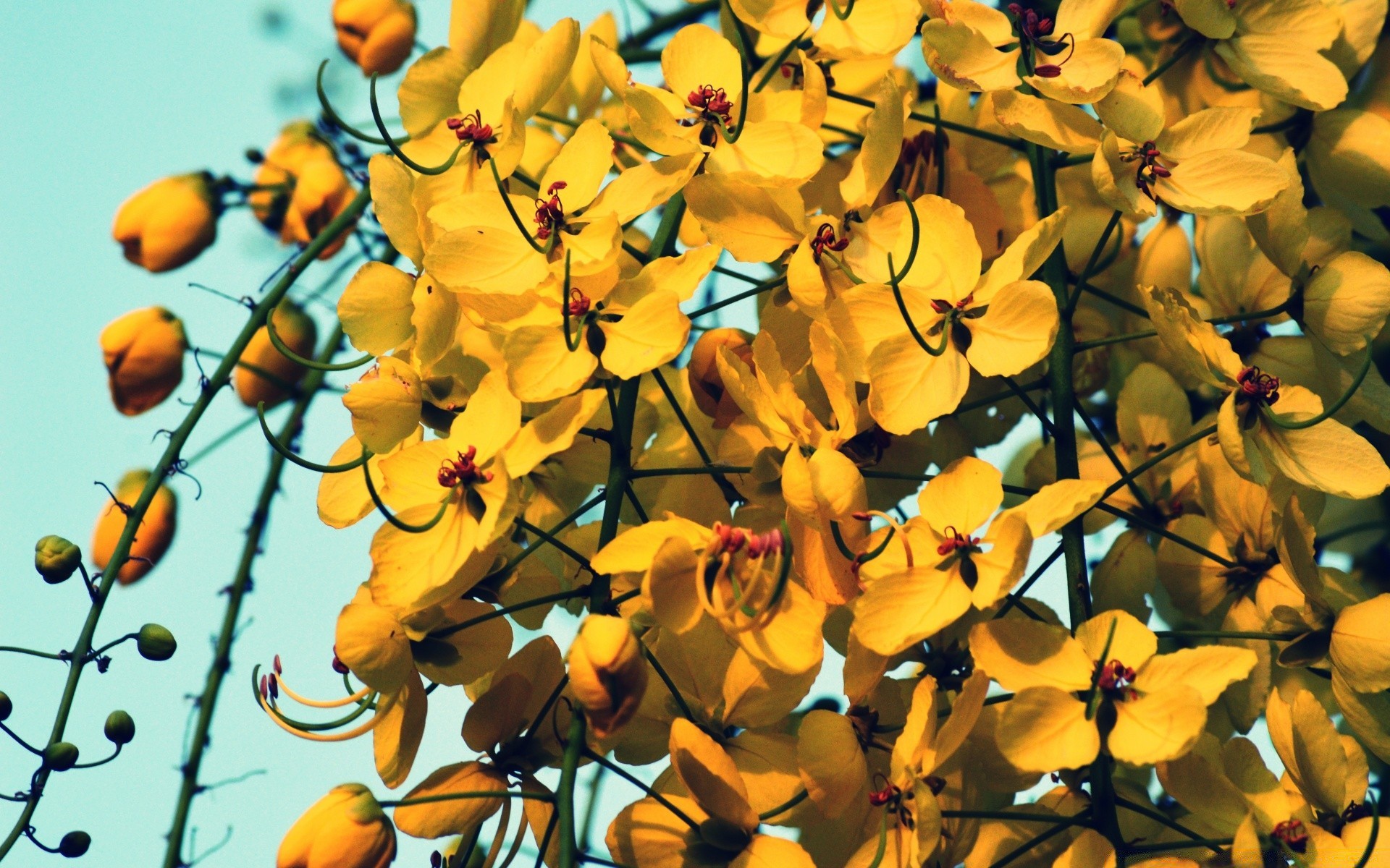 flowers leaf nature flora flower season garden color outdoors summer bright branch tree growth floral fair weather blur close-up