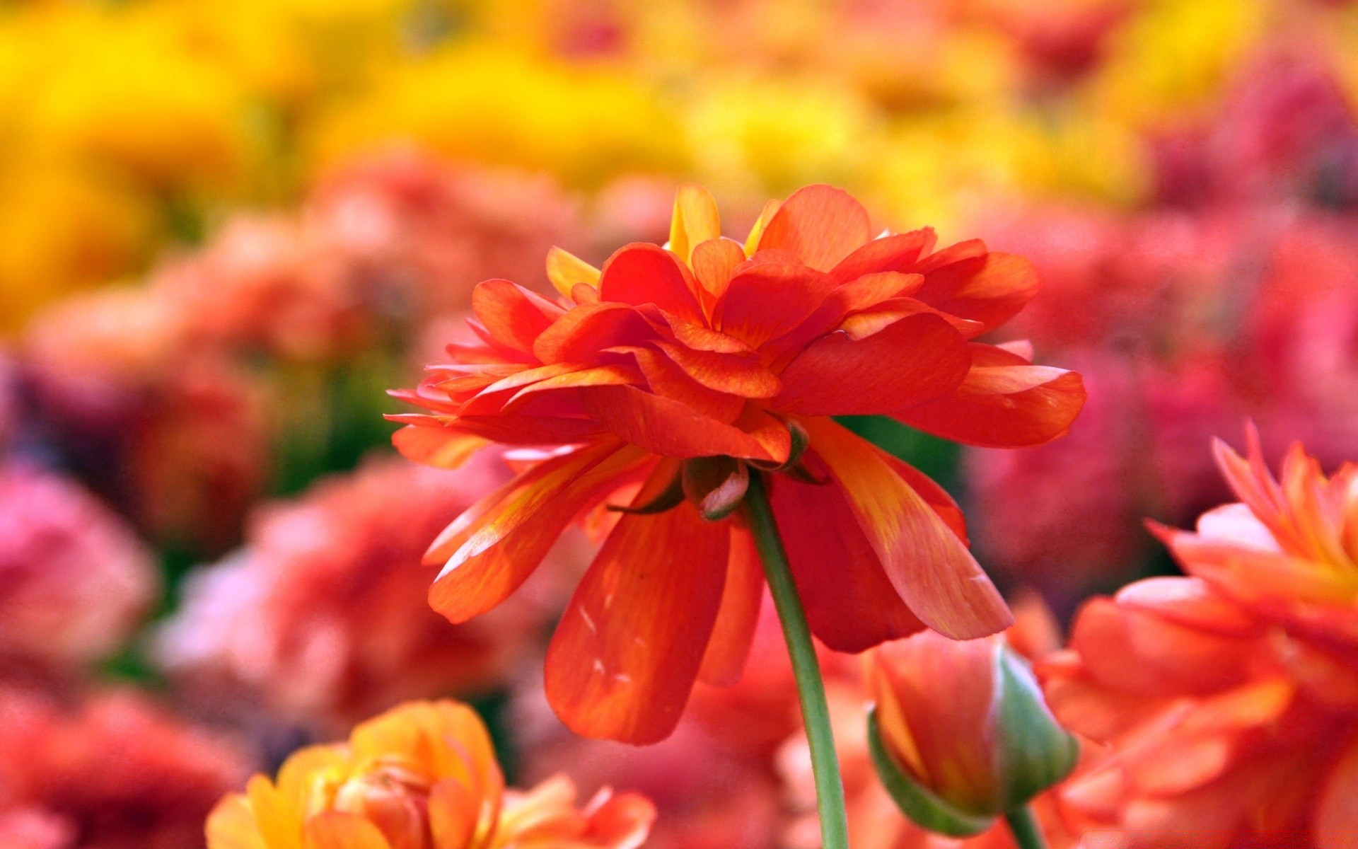 çiçekler doğa çiçek flora bahçe renk yaprak parlak petal sezon çiçeklenme yaz çiçek güzel yakın çekim büyüme parlak bulanıklık