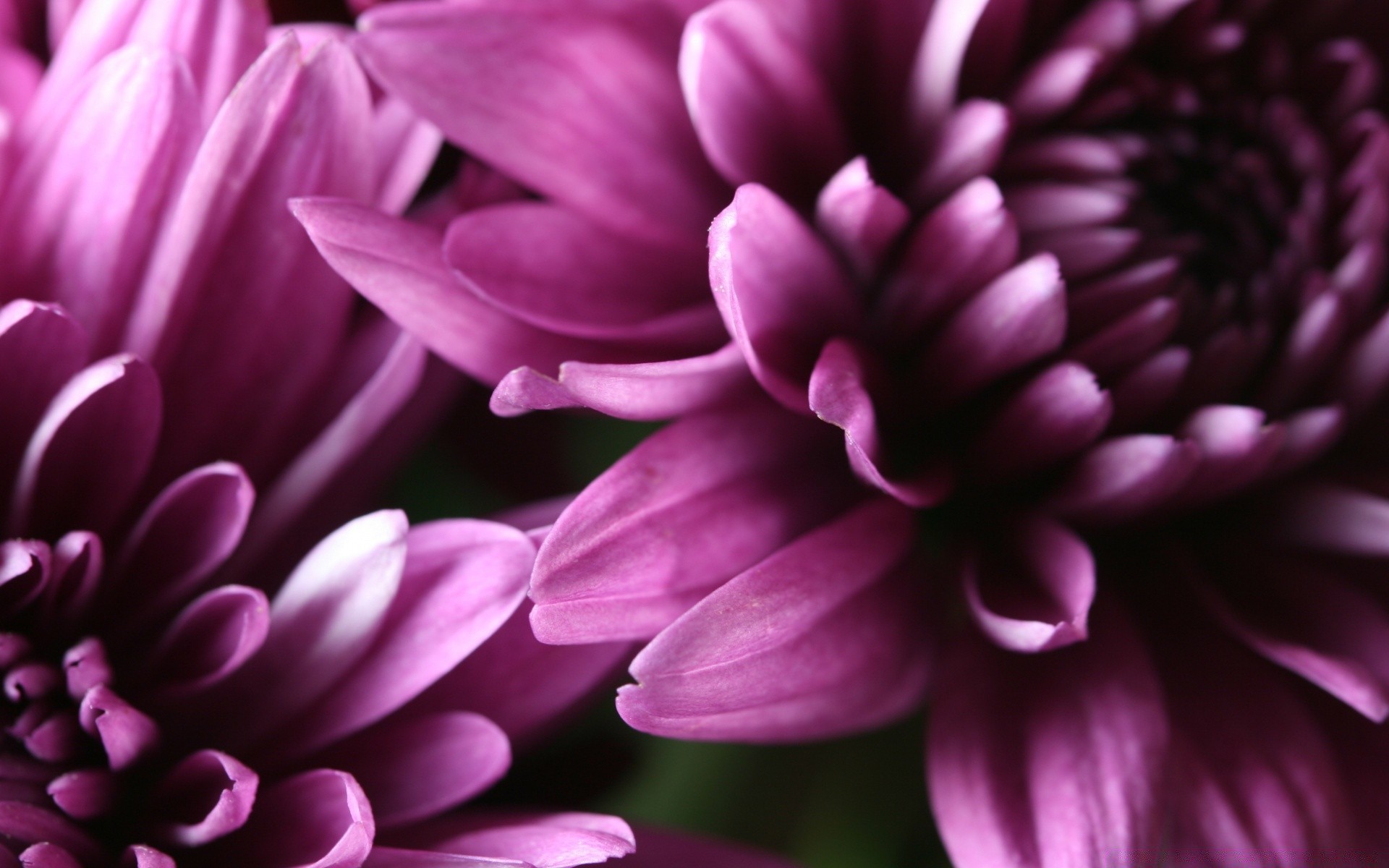 flowers flower nature flora beautiful color floral petal summer garden bright close-up leaf blooming dahlia delicate head