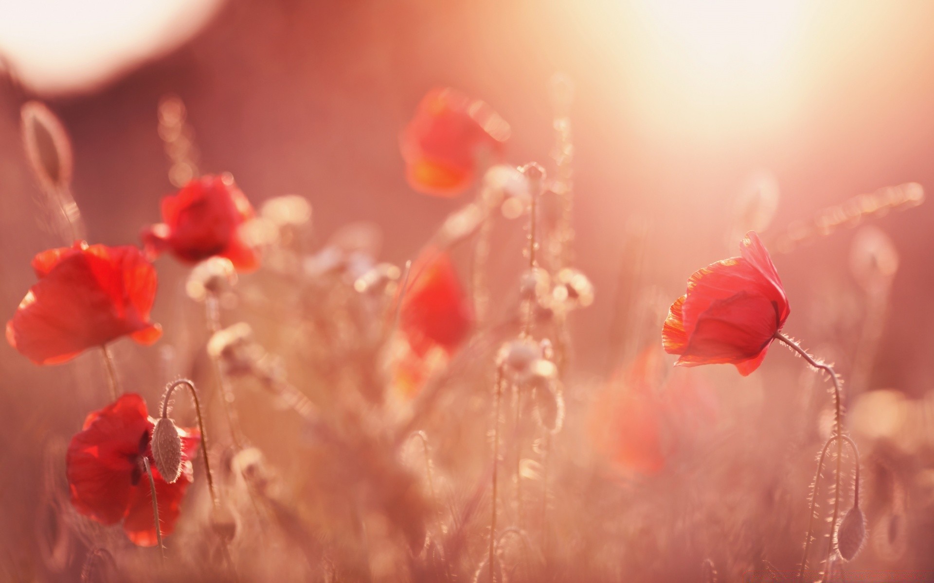 çiçekler çiçek doğa bulanıklık düğün renk düşme aşk dof su poppy gül sanat soyut yaz