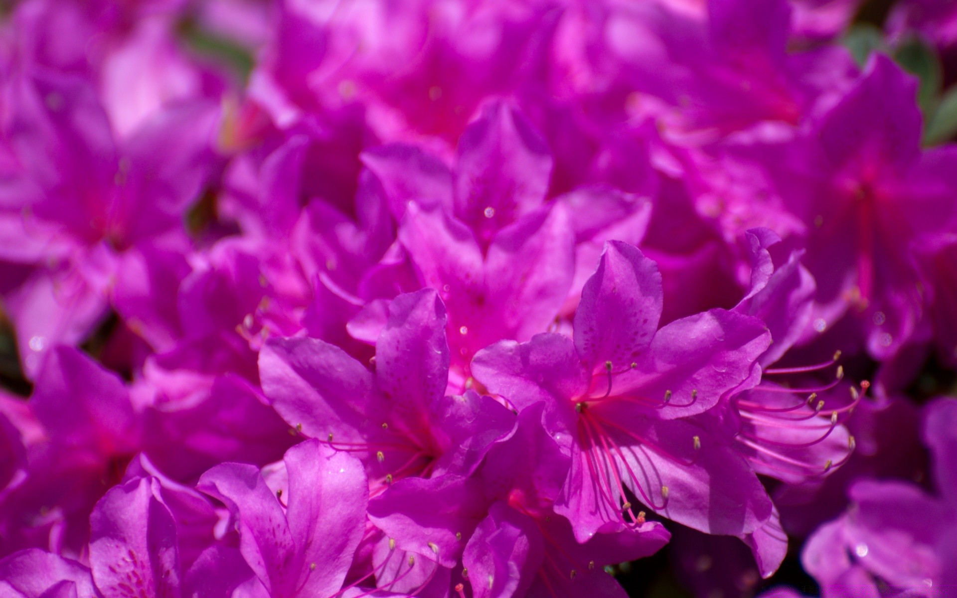 çiçekler çiçek doğa flora bahçe yaz petal güzel renk çiçek parlak yaprak çiçeklenme narin açık havada