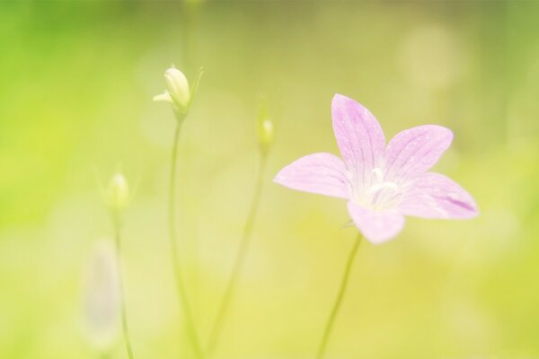 Fleurs sauvages d été sur fond vert