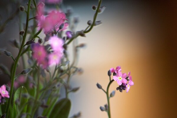 Summer flowers in evening lighting