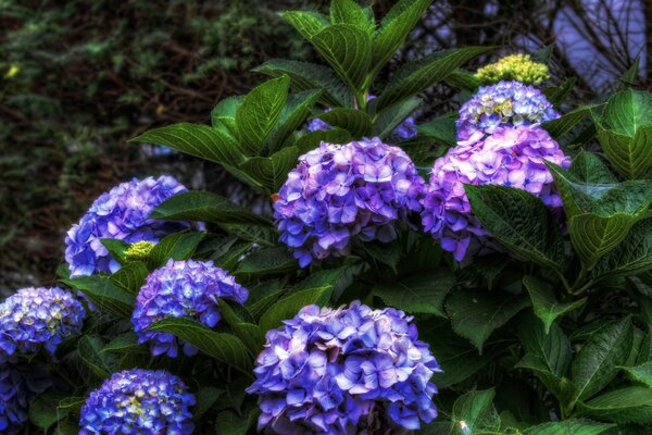 Schöne lila Blüten im Laub