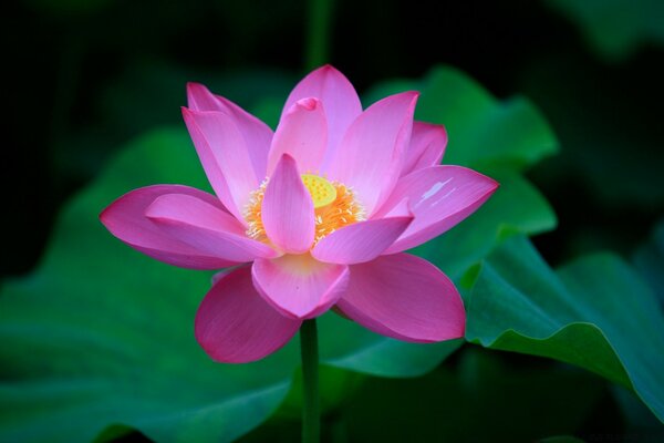 A blooming lotus on a green background