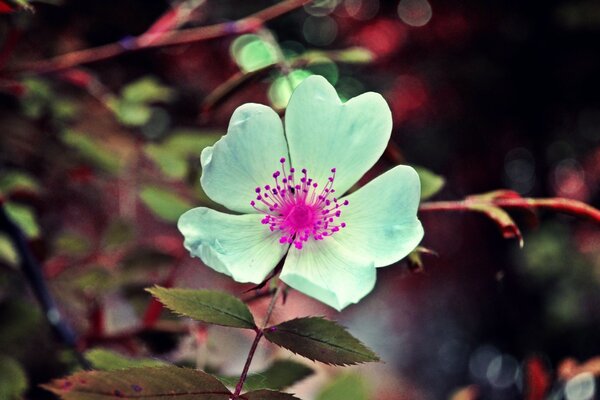 Rosa mosqueta fragante. El olor del verano