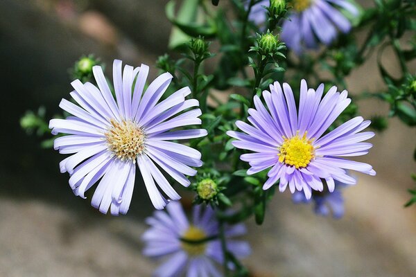 A picture of flowers on a branch against the background of summer