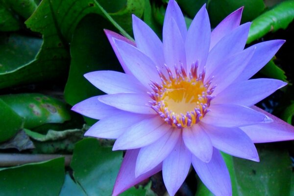 An extraordinarily beautiful light purple flower