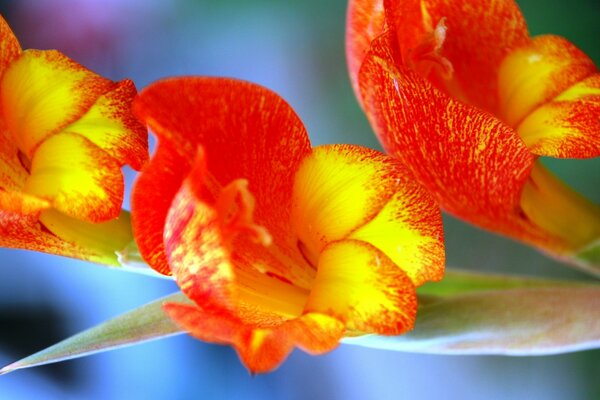 Fleurs orange sur une tige verte