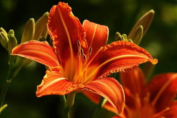 I petali di fiori abbracciavano l aria pulita, la natura esulta intorno, la flora è meravigliosa