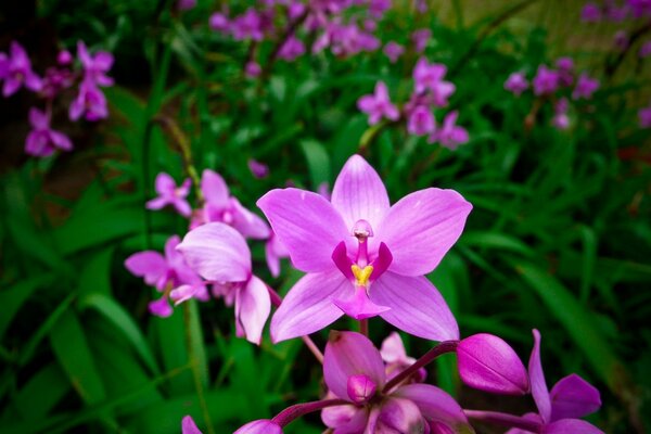 Nature. Pink flowers on green grass