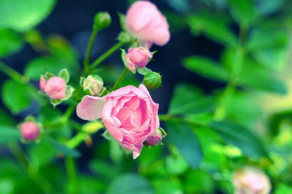 Petits bourgeons de roses de brousse