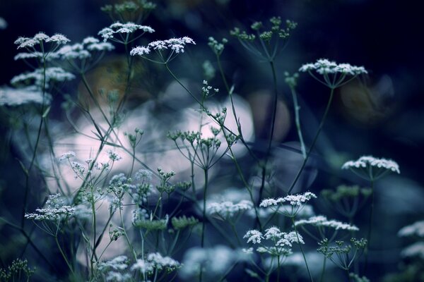 Tendresse blanche sur fond de champ