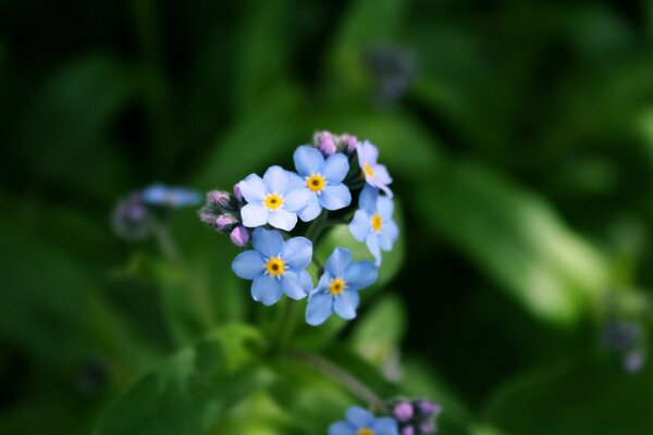 Blaue süße Blumen auf grünem Hintergrund