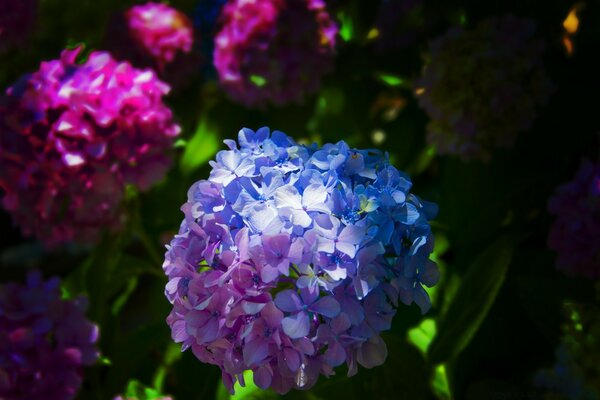 Cuando la naturaleza juega con las flores