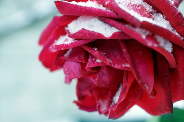 Red flower sprinkled with snow