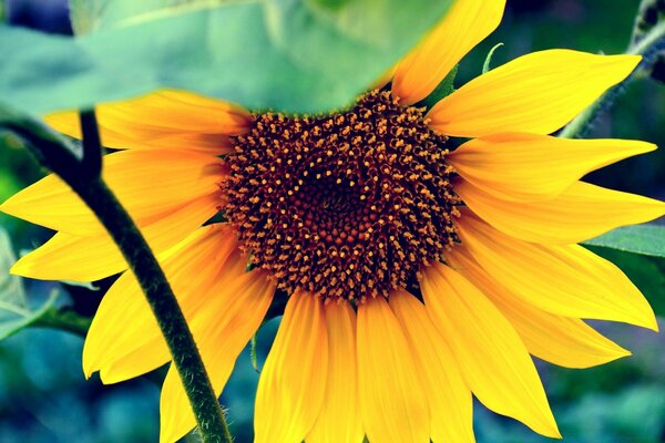 Sunflower. Vivid photos of summer flowers