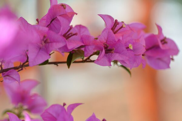 A sprig of a tree with purple flowers