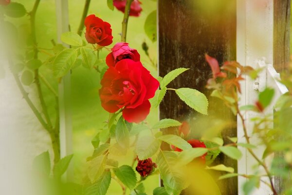 Die Blumen. Rote Rosen. Die Natur