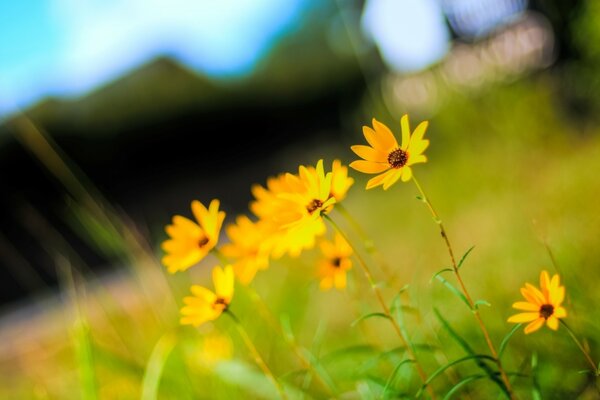 Fundo desfocado e flores silvestres amarelas