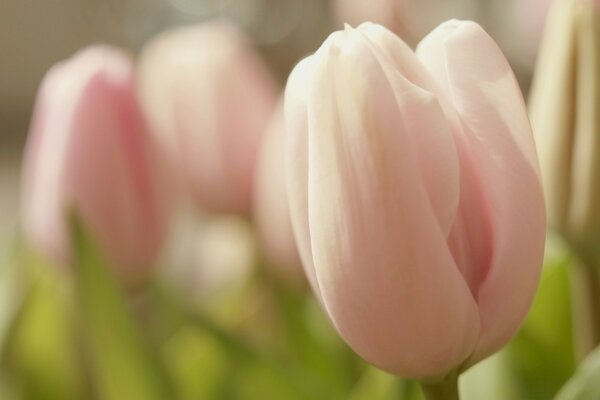 Rosa Tulpe auf einer grünen Wiese