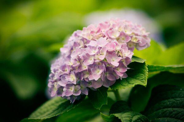 Fiori rosa. Un sacco di verde