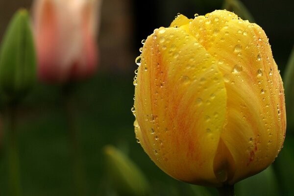 Tulipe jaune dans la rosée