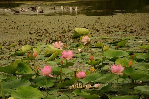 A little lotus will brighten up the gray everyday life