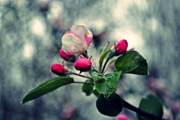 Blooming apple tree on a blurry background