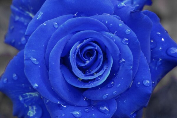 Photo de rose bleue avec de la rosée