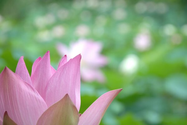 Zarte Blütenblätter einer rosa Blume auf grünem Hintergrund